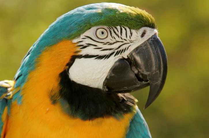 Blue & Gold Macaw