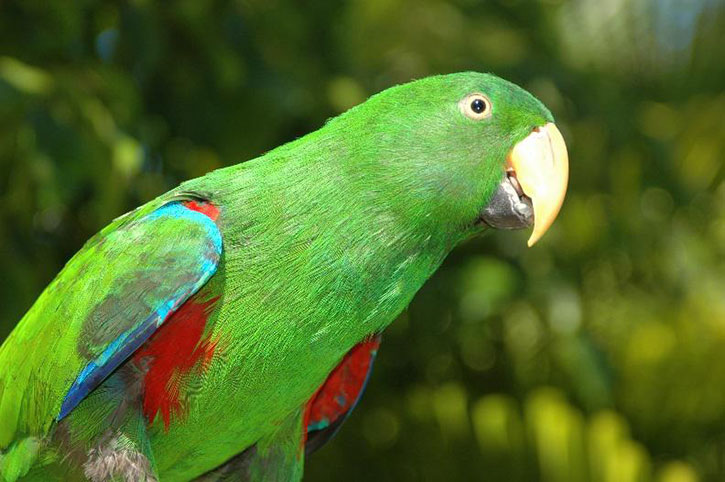 Eclectus Parrot