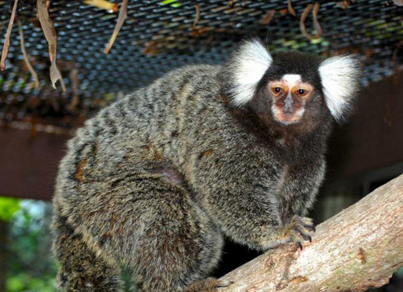 Marmosets