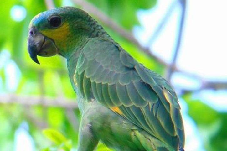 Yellow-naped Amazons