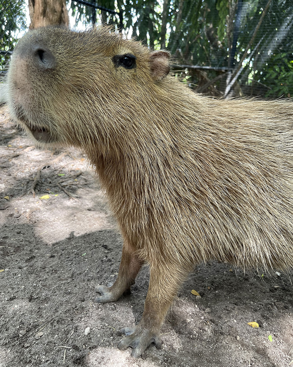 Capybara Encounter
