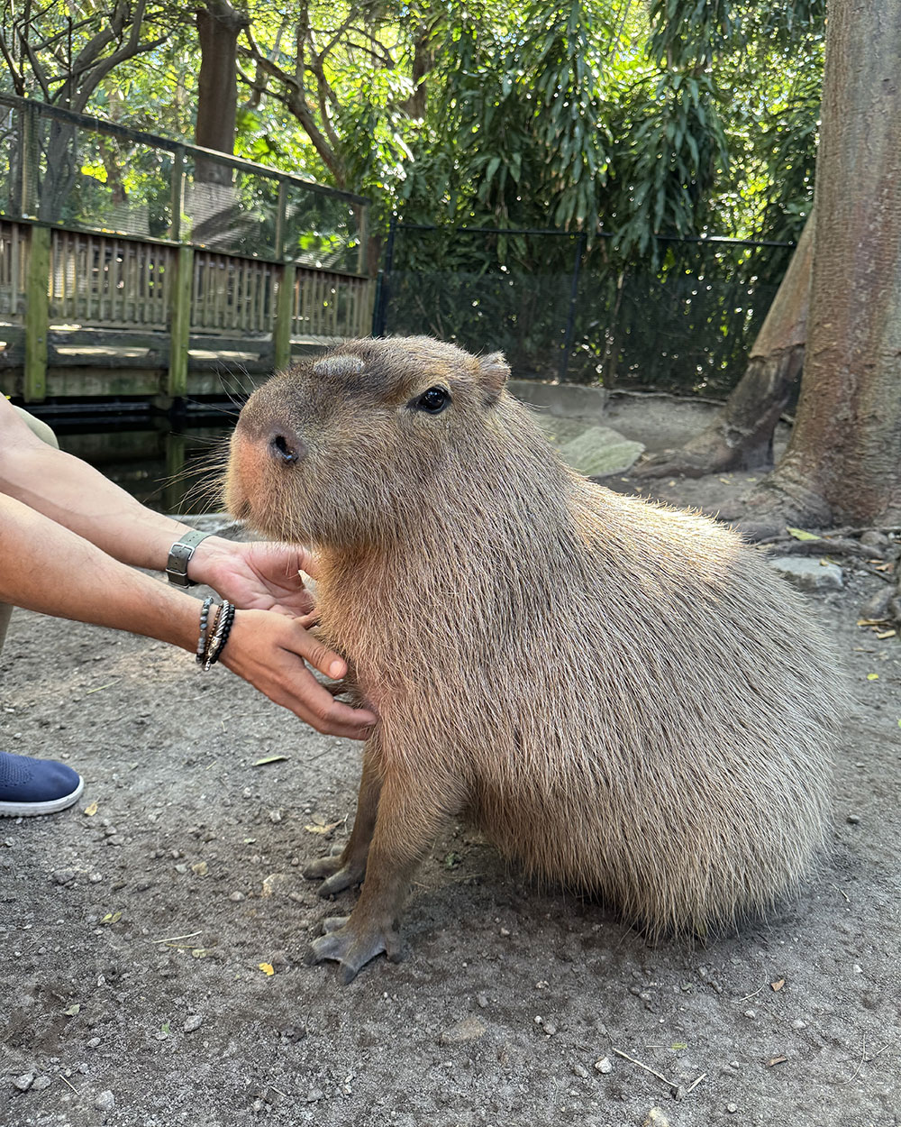 Capybara Encounter