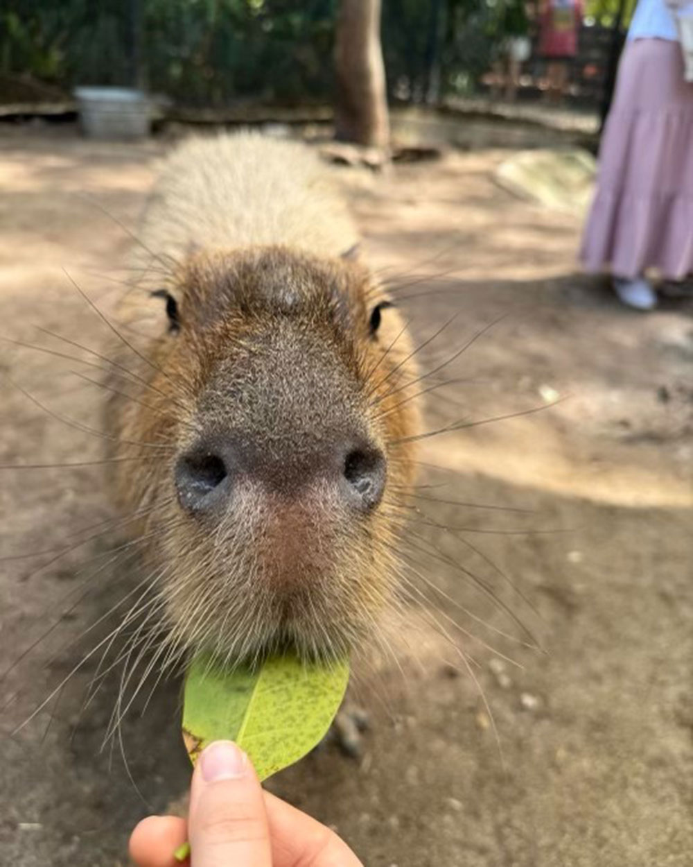 Capybara Encounter
