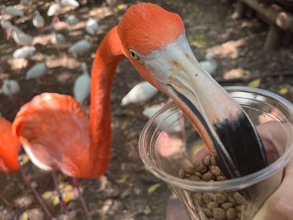 Flamingo Experience