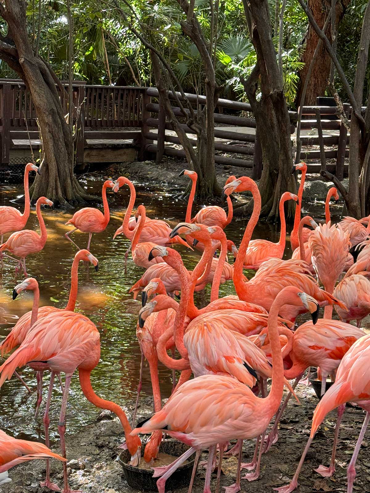 Flamingo Experience