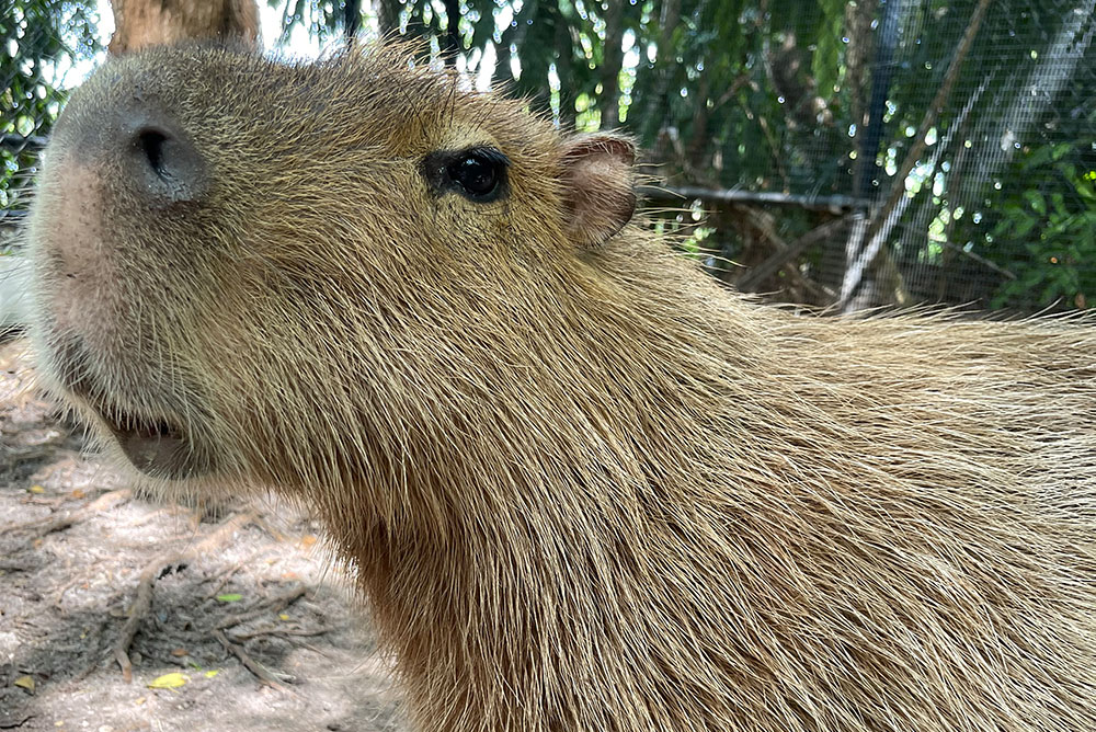 /wp-content/uploads/2024/07/mammals-capybara-1000x668-1.jpg