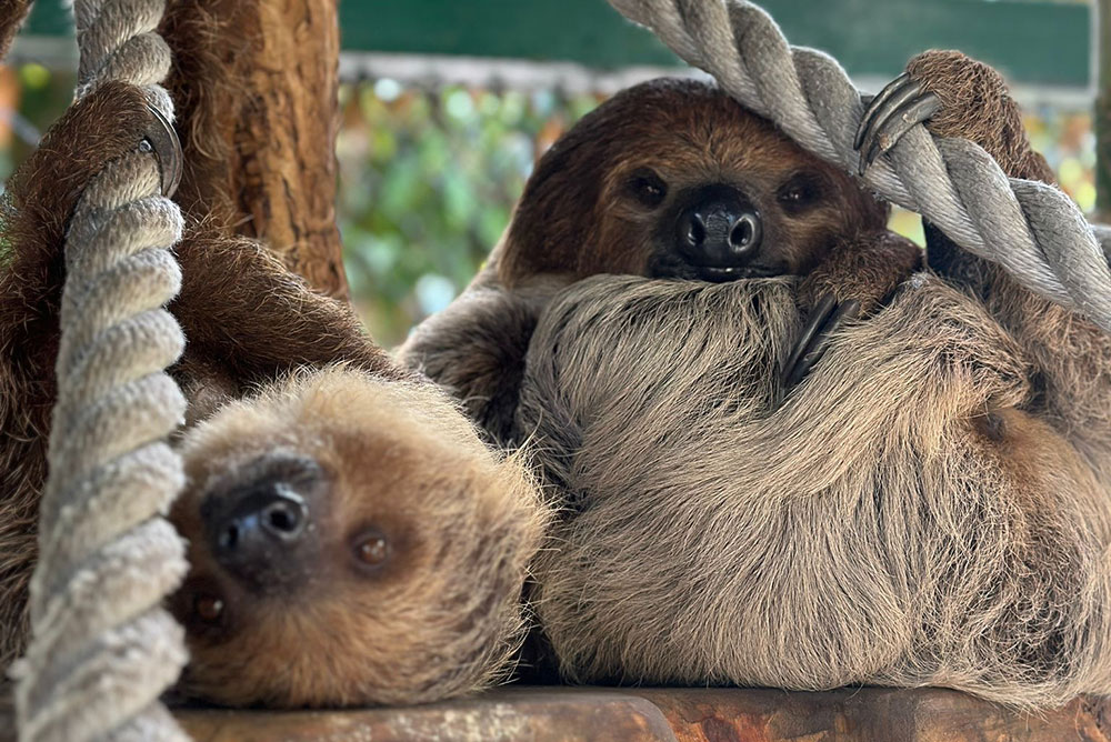 Linnaeus’s Two-toed Sloth
