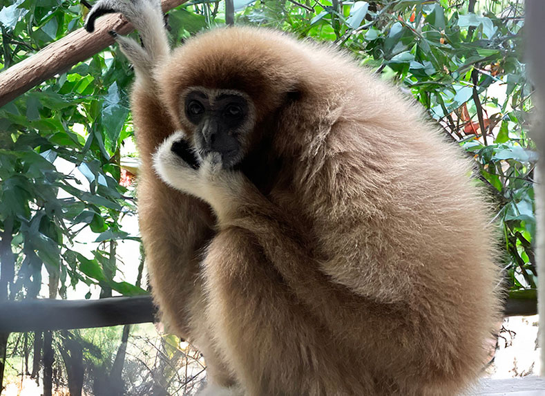 White-handed Gibbon