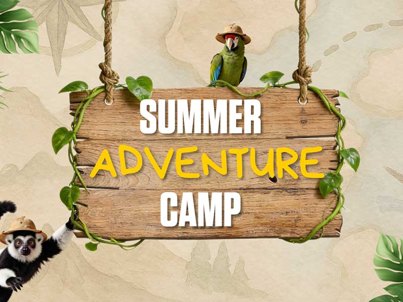 Summer Camp 2026